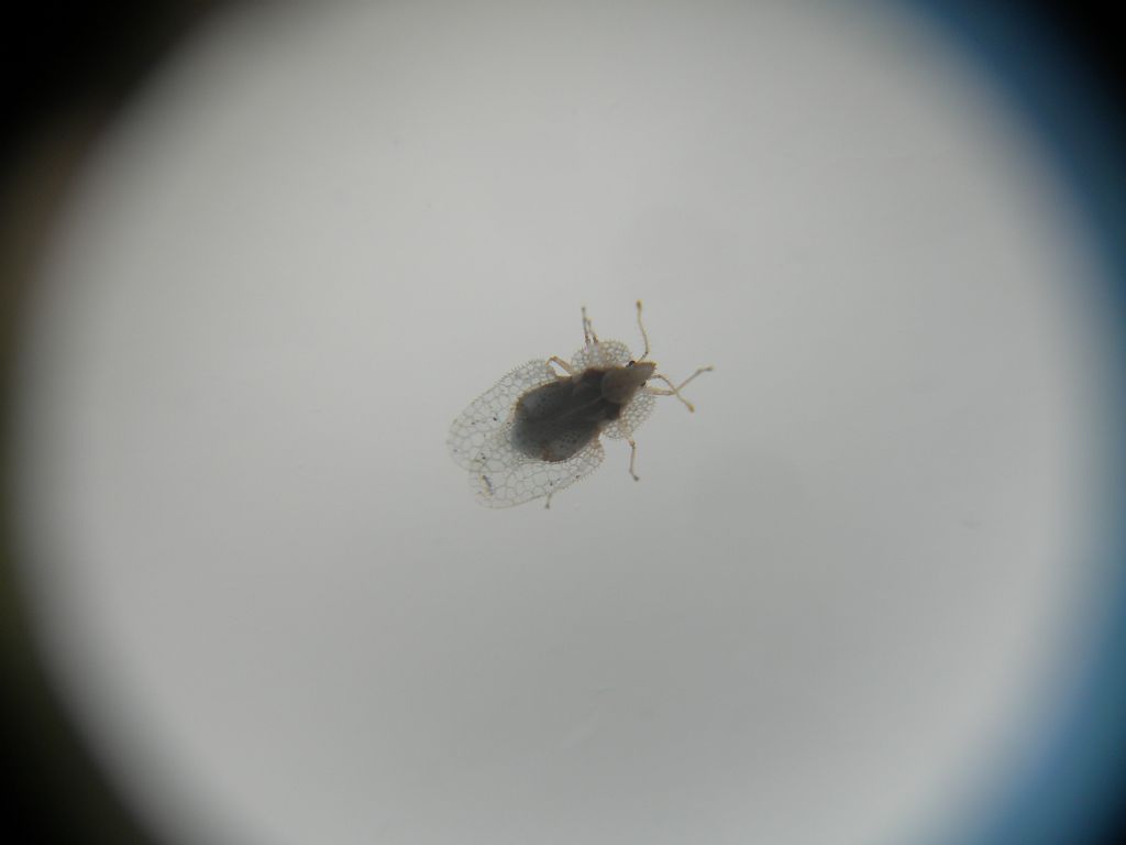 Tingidae:  Corythucha ciliata